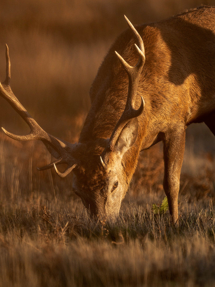 60-600mm F4.5-6.3 DG DN OS