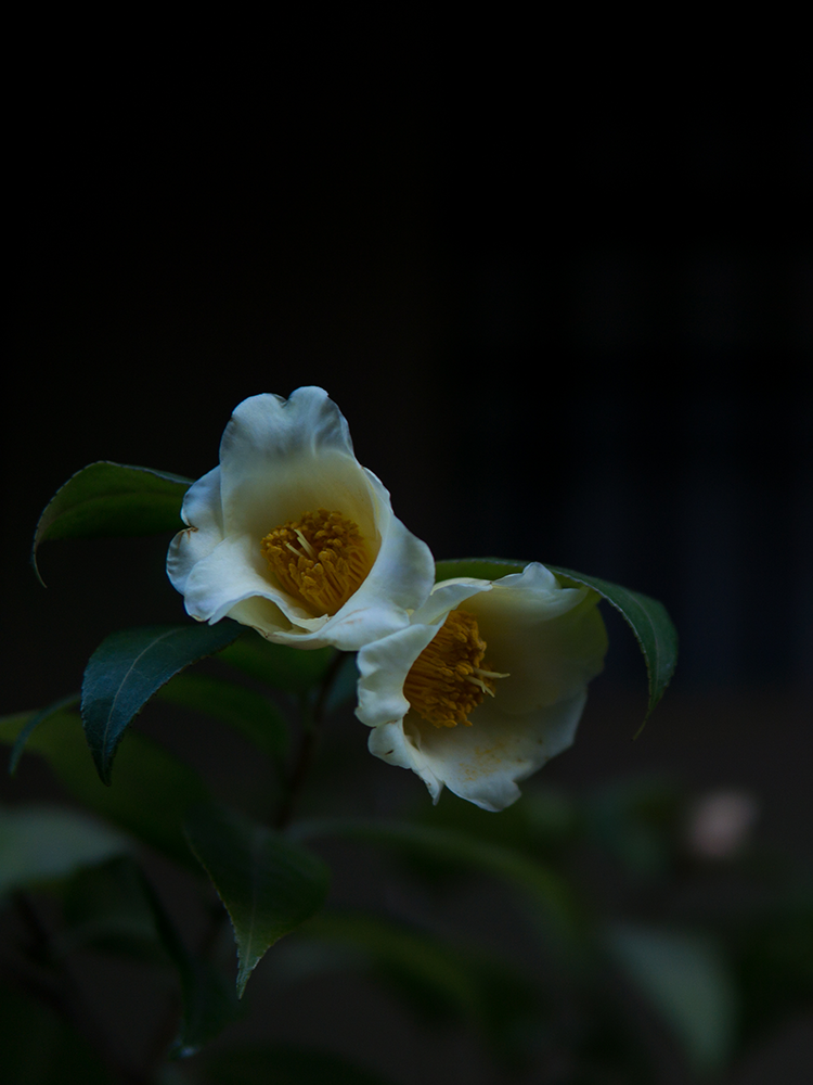 30mm F1.4 DC DN